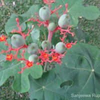 Jatropha podagrica Hook.